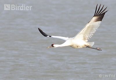 Species of the Gruidae family - Birdier