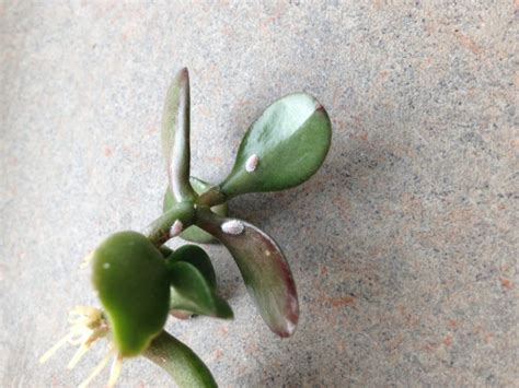 Having Pest Problems Mealybugs Are Very Common On Succulents But Dont Worry Here Is A