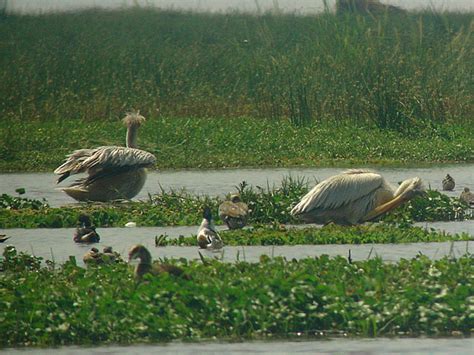 Pink Backed Pelican Afrikansk Pelikan Pelecanus Rufescens