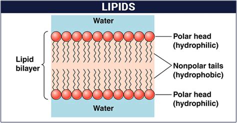 Lipids Structure Diagram