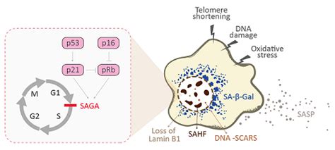 Senescence Marker Antibody Panel Is Launched News Company Arigobio