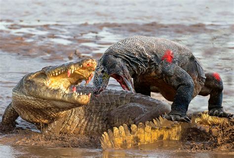 Meet The World's 10 Most Dangerous Animals You Don't Know