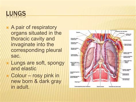 Lungs And Bronchopulmonary Segments Ppt