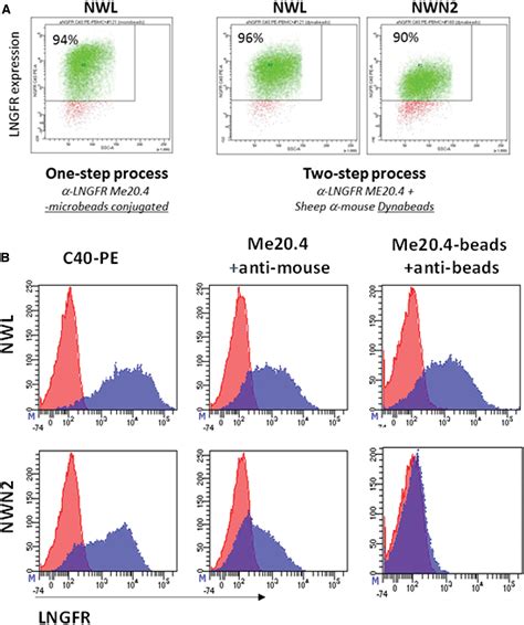 Characterization And Functional Analysis Of CD44v6 CAR T Cells Endowed