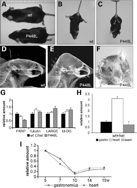 Phenotypes Of Fkrp Neo P448l Mutant Mice A The Mutant Mouse Of 12