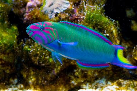 Colorful Fish 149 Freshwater Aquarium Fish Saltwater Aquarium Fish