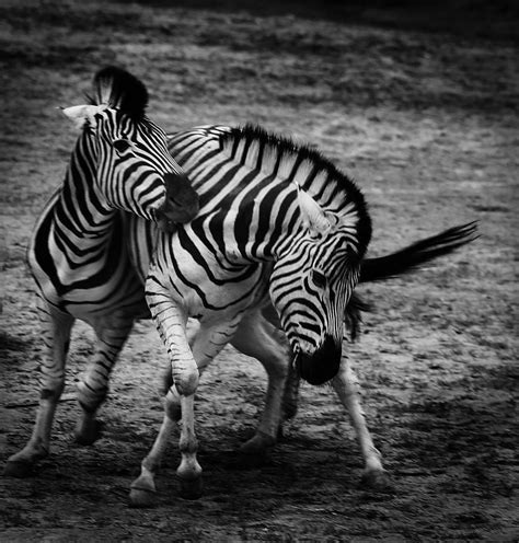 Stripes Photograph By Martin Newman Fine Art America