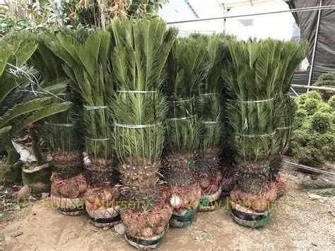 Natural Cycas Revoluta Potted with leaves supplier,manufacturer