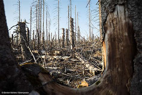 Fundación Greenpeace Argentina Así Es Como La Destrucción De Bosques