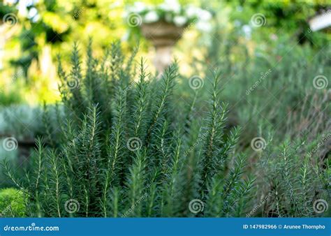 Rosemary Fragrant Herb Is Edible Woody Perennial Plant With Greenery