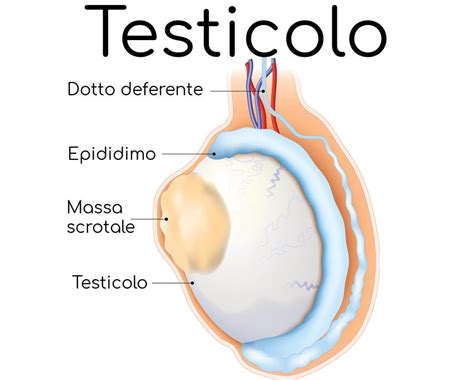 Testicoli Perch Fanno Male Se Colpiti Vero Che Diventano Blu