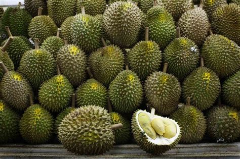 Durian Benefits and Harms | Calories, Weight Loss and Health