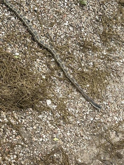 Adorable Rat Snake In My Driveway Today Almost Stepped On Him About 3