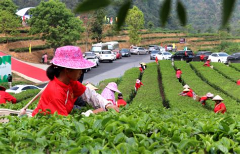 英德：努力将红茶打造成“中国红茶第一品牌”腾讯新闻