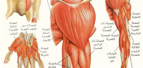 انواع العضلات ووظائفها والحفاظ عليها