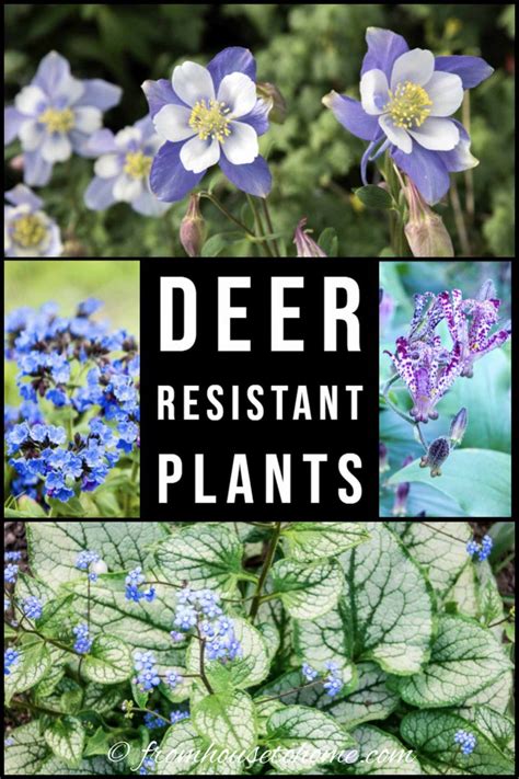 Deer Resistant Shade Plants (15 Beautiful Perennials And Shrubs That ...