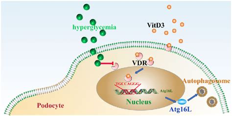 The Working Model Of The VDR Atg16L1 Axis Regulates Autophagy Activity