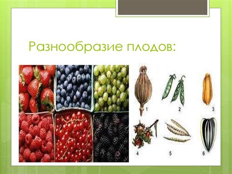 Плод. Разнообразие и значение плодов. Строение цветка - презентация онлайн