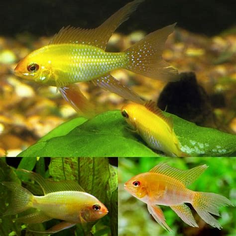 American Cichlid Cichlid Rams Long Fin Gold Ram Imported