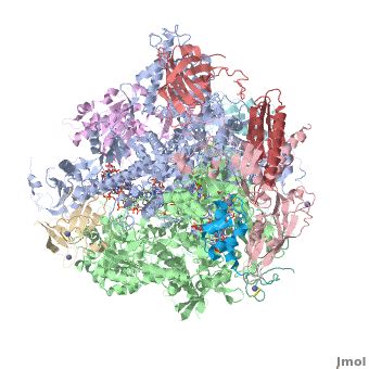 RNA polymerase - Proteopedia, life in 3D