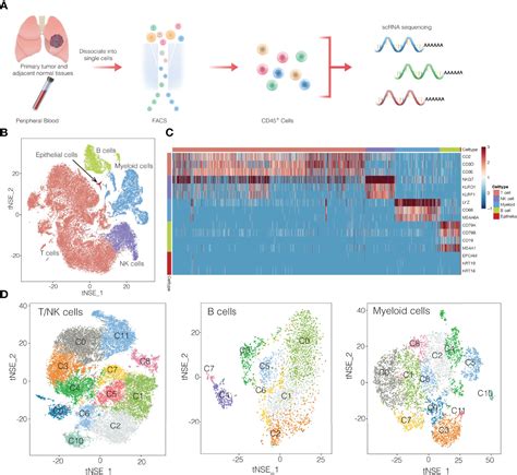 Frontiers Single Cell Transcriptomics Of Immune Cells Reveal