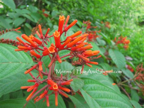 Firebush Hamelia Patens Has To Be One Of The Easiest And Also Most