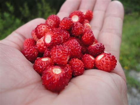 Walderdbeeren Pflanzen Pflegen Und Ernten Unsere Tipps Gartariode