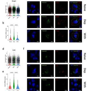 Validation Of Heat Shock Protein Gene And Immune Related Gene