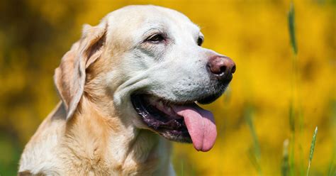 Your Guide To Skin Tags On Dogs: Symptoms, Causes Treatment, 56% OFF