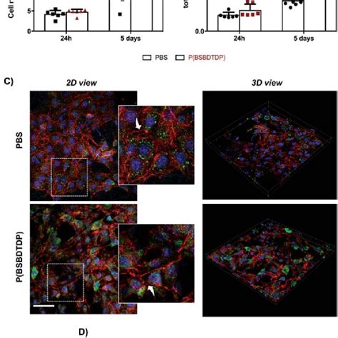 Nih 3t3 Cell Proliferation And Morphology At Day 1 And 5 Of Culture Of