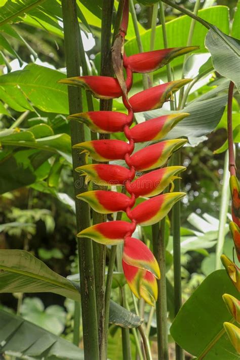 Musaceae Heliconia Planta En Un Jardín Tropical Conocido Como