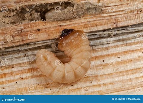 Woodworm Stock Image Image Of Carpentry Damage Plank 21407005