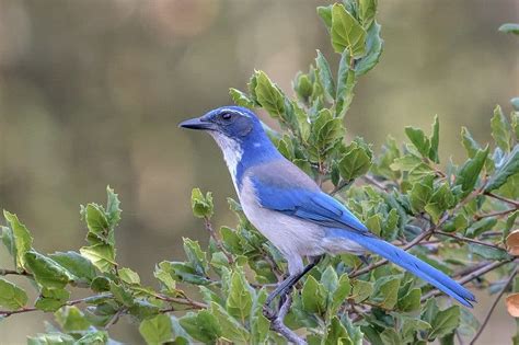 10 Species of Jay In North America