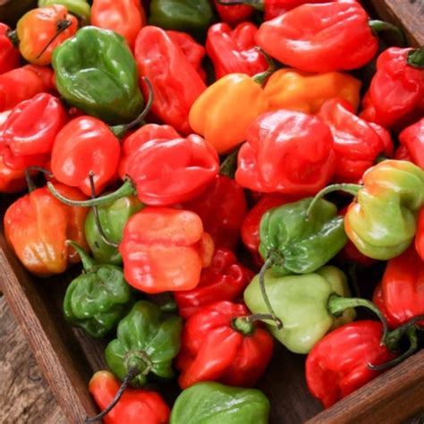 How to Freeze Habanero Peppers - Two Cloves Kitchen