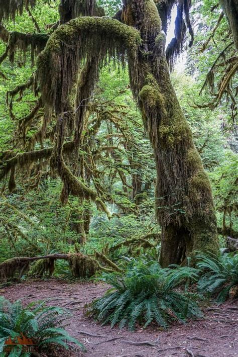 The Best Time To Visit Olympic National Park Dirt In My Shoes