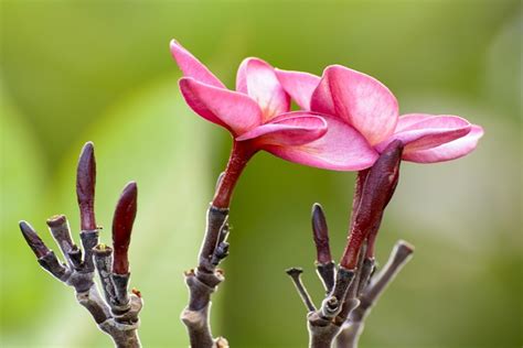 Plumeria Fleur De Frangipanier Photo Gratuite Sur Pixabay Pixabay