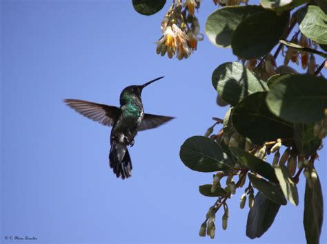 S Rie O Beija Flor Do Papo Verde Ou Beija Flor De Garg Flickr