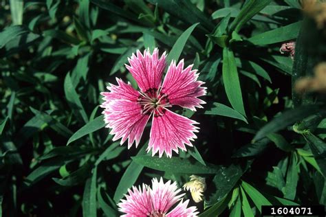 Rainbow Pink Dianthus Chinensis Caryophyllales Caryophyllaceae