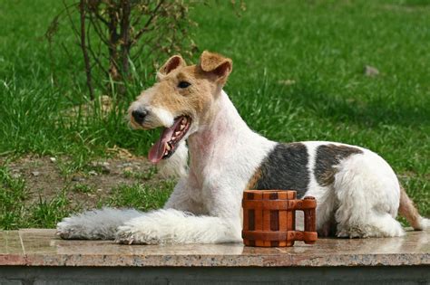 Tout Savoir Sur Le Fox Terrier