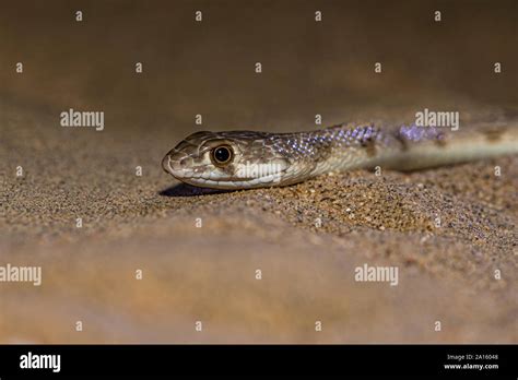 Saw Scaled Viper Stock Photo Alamy