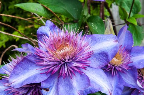 Clematis in our side garden | Side garden, Clematis, Garden