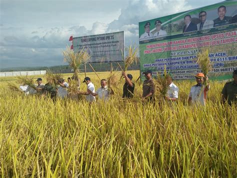 Panen Perdana Keunggulan Padi Varietas Ipb 3s Di Peudada Bireuen