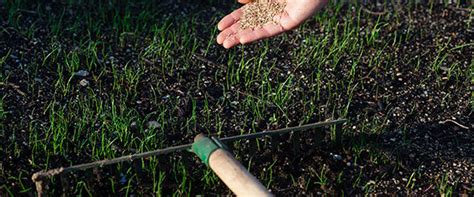 Semer Du Gazon En Tapes Faciles Allojardin