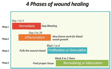 Hamm R Wound Diagnosis And Treatment Healing Phases Diagram