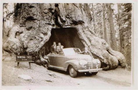 Public Domain Photos and Images: The Wawona Tunnel Tree, a Giant Sequoia