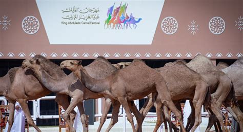 مهرجان الملك عبد العزيز 3 مراحل لفحص الإبل من العبث