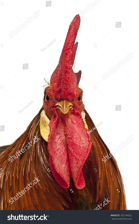 Portrait Rooster Leghorn Front White Background Stock Photo 102144322