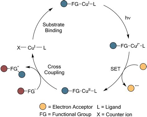 Photoredox Dual Catalysis A Fertile Playground For The Discovery Of