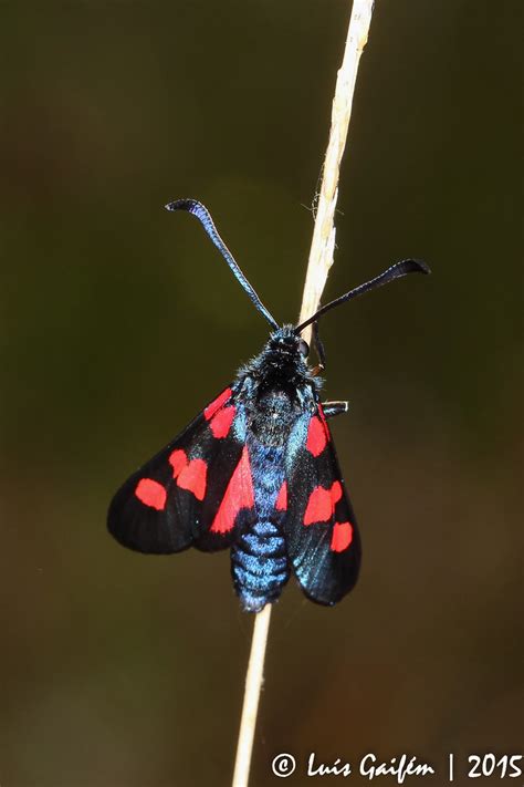 Zygaena Trifolii Esper 1783 Five Spot Burnet Lamas D Ol Flickr