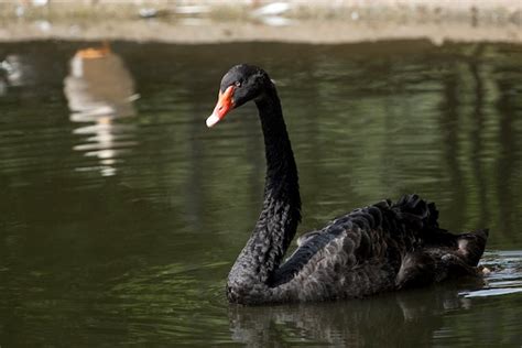 Premium Photo | Black swan on the lake